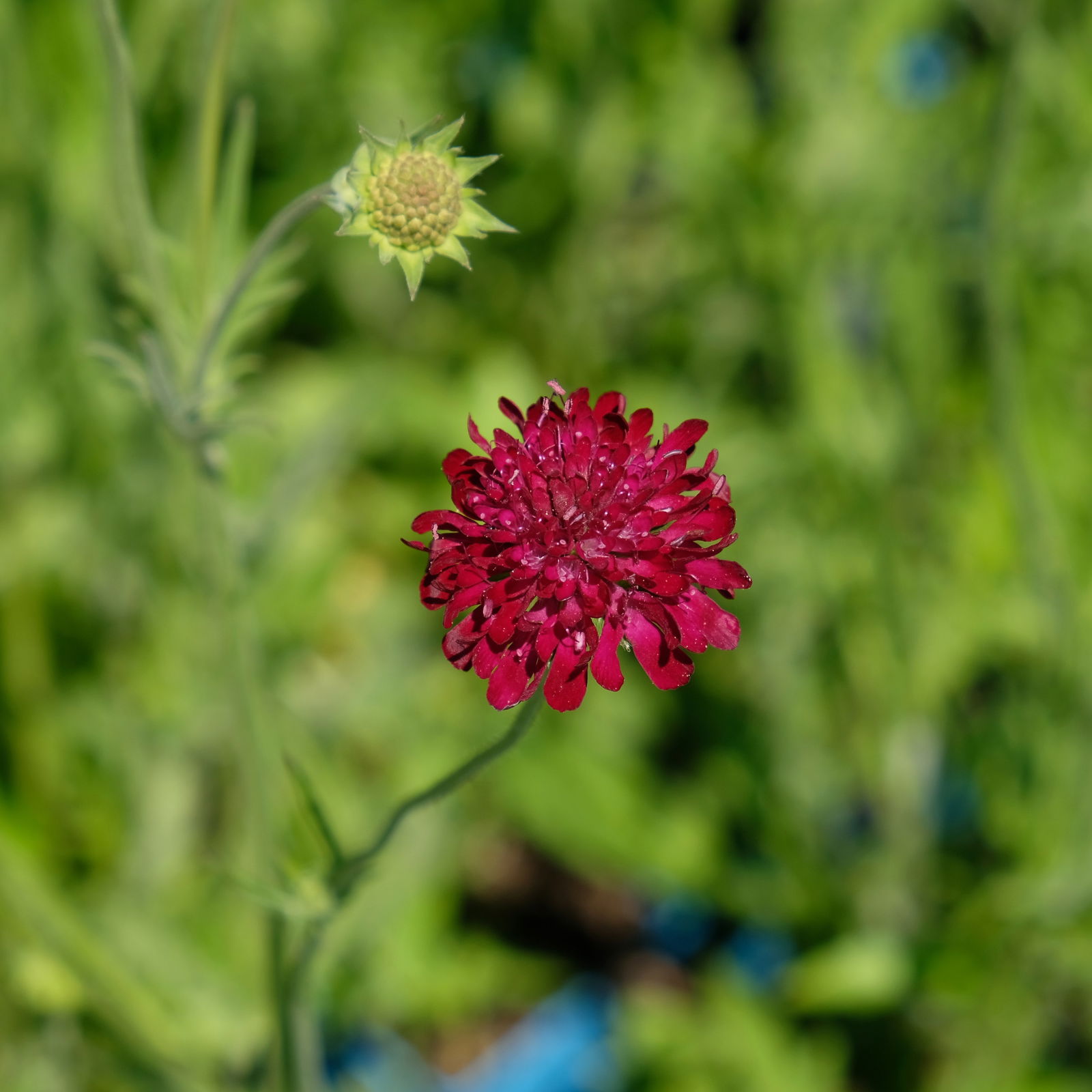 Bio Witwenblume, rot, Topf 11x11 cm, 3 Pflanzen