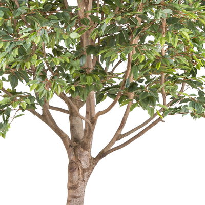 Kunstpflanze Ficus Benjamina, Höhe ca. 260 cm Kunstpflanze Ficus Benjamina, Höhe ca. 260 cm