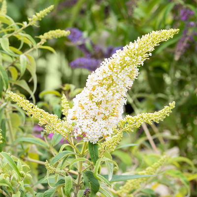 Sommerflieder, Buddleja davidii 'Peace', weiß, Topf 5 l