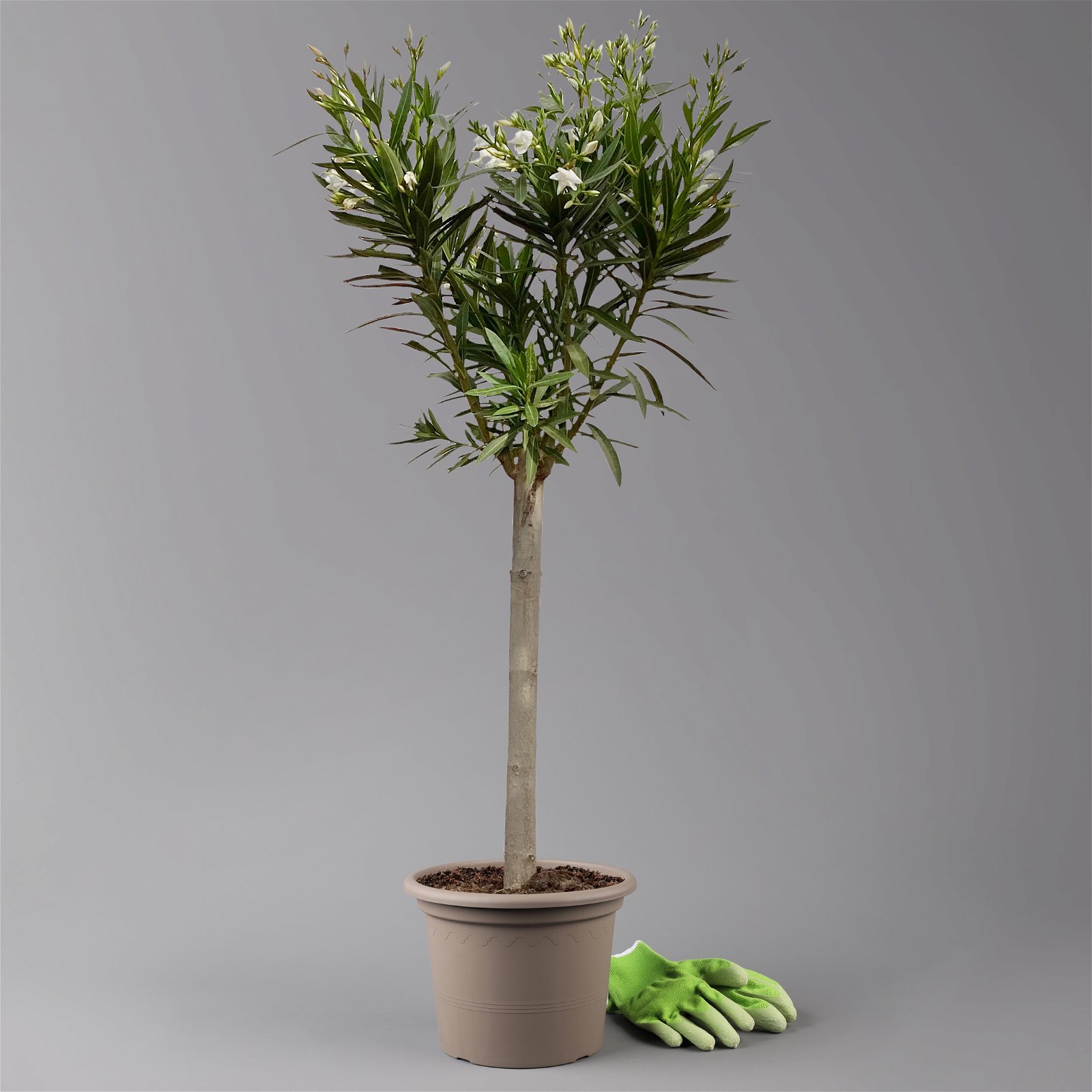 Oleander, Stamm, Farbe zufällig, Topf-Ø 22 cm, Höhe ca. 80 cm