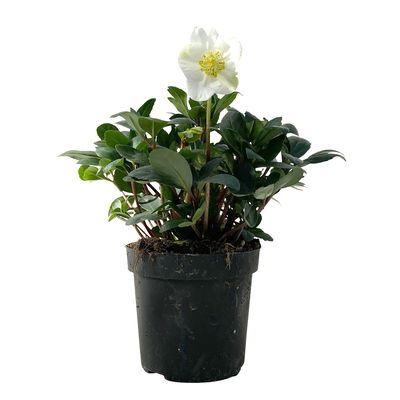 Christrose, weiß, Topf-Ø 15 cm, 2er-Set Christrose, weiß, Topf-Ø 15 cm, 2er-Set