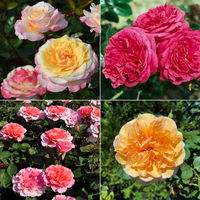 Rosen-Set Kölle Exklusiv-Sorten, Topf 5 Liter, 4 Pflanzen