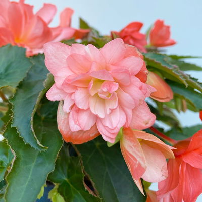 Begonie, halbhängend, Farbe zufällig, Topf-Ø 13 cm, 6 Pflanzen