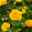 Rose Patio, gelb, Topf-Ø 13 cm, 6er-Set