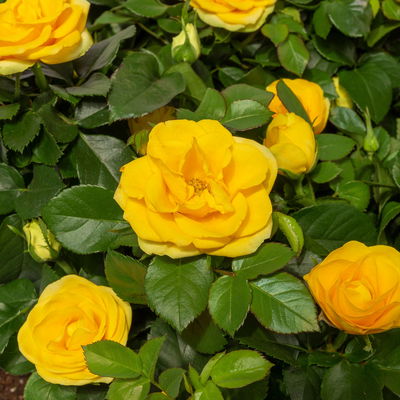 Rose Patio, gelb, Topf-Ø 13 cm, 6 Pflanzen