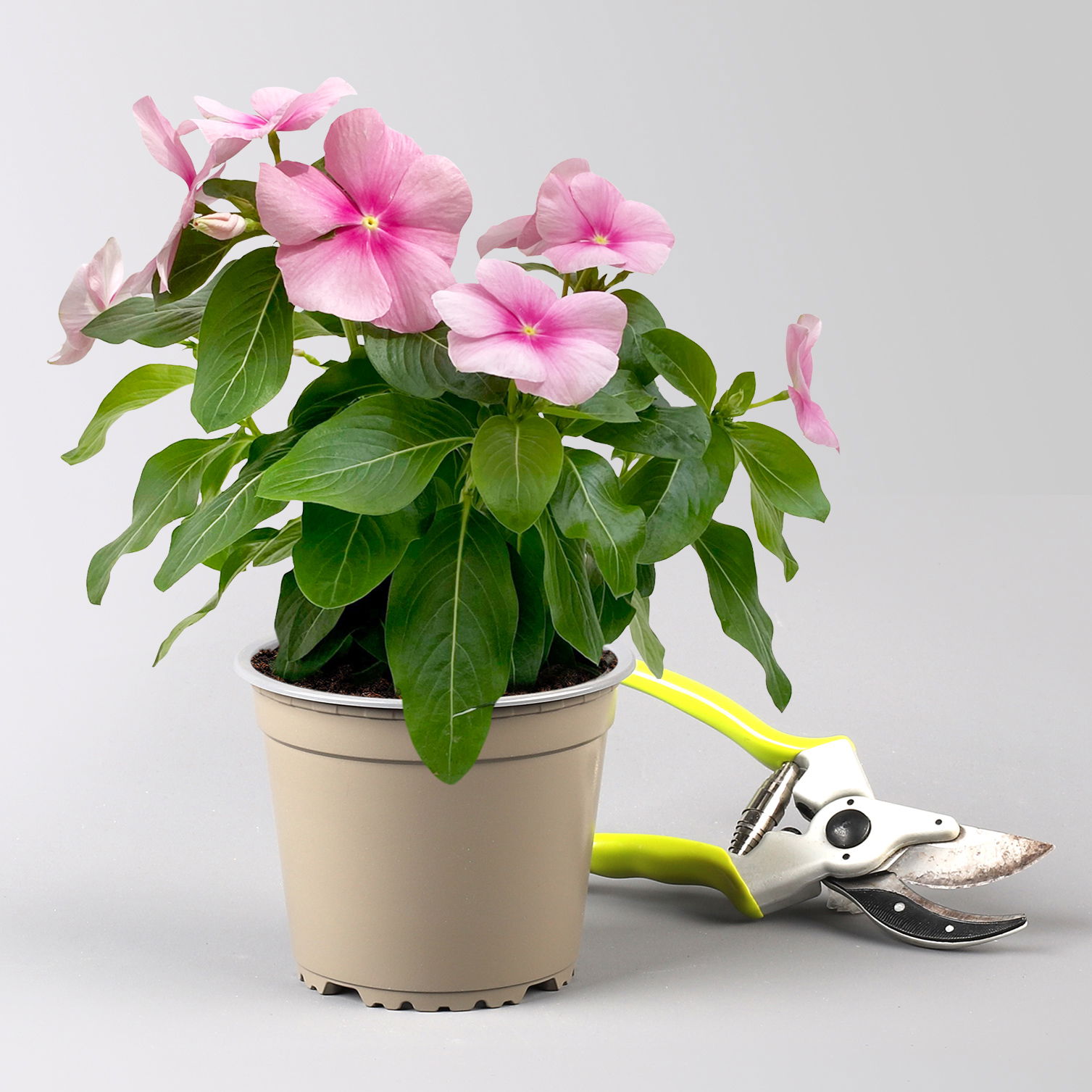Catharanthus, Farben zufällig, Topf-Ø 13 cm, 6 Pflanzen