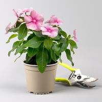 Catharanthus, Farben zufällig, Topf-Ø 13 cm, 6 Pflanzen