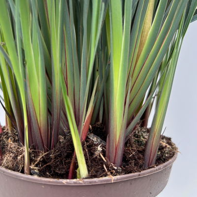 Dianella, violettblau, Topf-Ø 14 cm, 2 Pflanzen Dianella, violettblau, Topf-Ø 14 cm, 2 Pflanzen