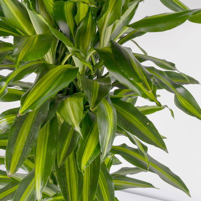 Duftender Drachenbaum 'Hawaiian Sunshine', Topf-Ø 27 cm, H: ca. 100 cm