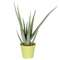 Aloe vera, Topf-Ø 15 cm, Höhe ca. 35-50 cm
