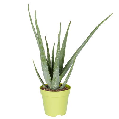 Aloe vera, Topf-Ø 15 cm, Höhe ca. 35-50 cm Aloe vera, Topf-Ø 15 cm, Höhe ca. 35-50 cm