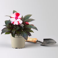 Edellieschen, zweifarbig zufällig, Topf-Ø 12 cm, 6 Pflanzen