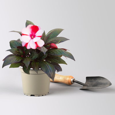 Edellieschen, zweifarbig zufällig, Topf-Ø 12 cm, 6 Pflanzen Edellieschen, zweifarbig zufällig, Topf-Ø 12 cm, 6 Pflanzen