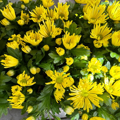 Chrysantheme Mini 'Spider'gelb, spinnenblütig, Topf-Ø 7cm, 8 Stück