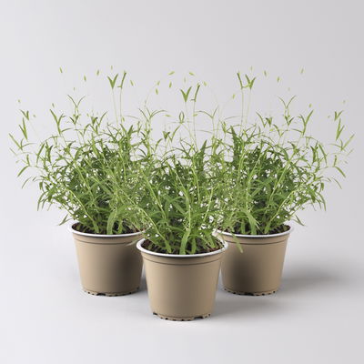 Bio Lavendel blau, Topf-Ø 12 cm, 3 Stück Bio Lavendel blau, Topf-Ø 12 cm, 3 Stück