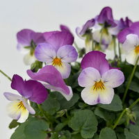 Hornveilchen XL, lila-weiß-gelb, Topf-Ø 12cm, 6 Pflanzen
