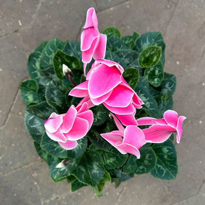 Alpenveilchen 'Meine Beste', pink, Topf-Ø 13 cm, 3 Pflanzen