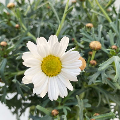 Margerite 'Stella', weiß, Topf-Ø 14 cm, 4 Pflanzen