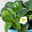 Bio Erdbeere Hummi® 'Kletter-Toni', Topf 11x 11 cm, 3 Pflanzen