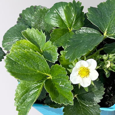 Bio Erdbeere Hummi® 'Kletter-Toni', Topf 11x 11 cm, 3 Pflanzen Bio Erdbeere Hummi® 'Kletter-Toni', Topf 11x 11 cm, 3 Pflanzen