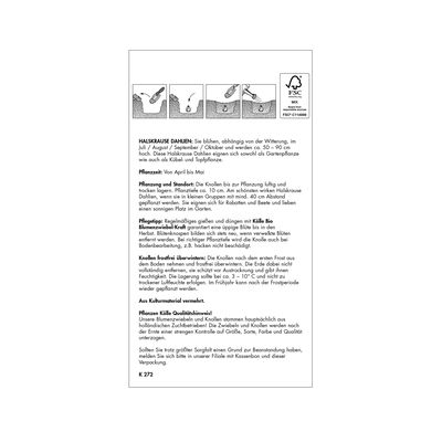 Halskrausen-Dahlien 'Impression Festivo', gelb-rot, Größe 1, 1 Blumenknolle