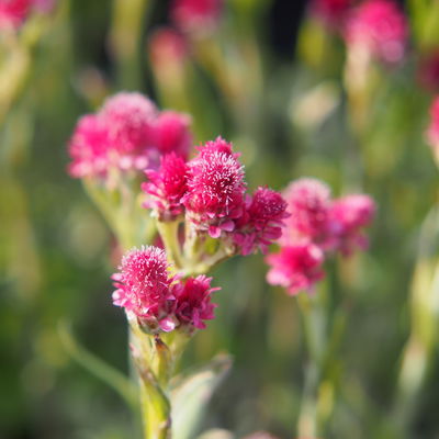 Katzenpfötchen, rot, Topf-Ø 13 cm, 6er-Set