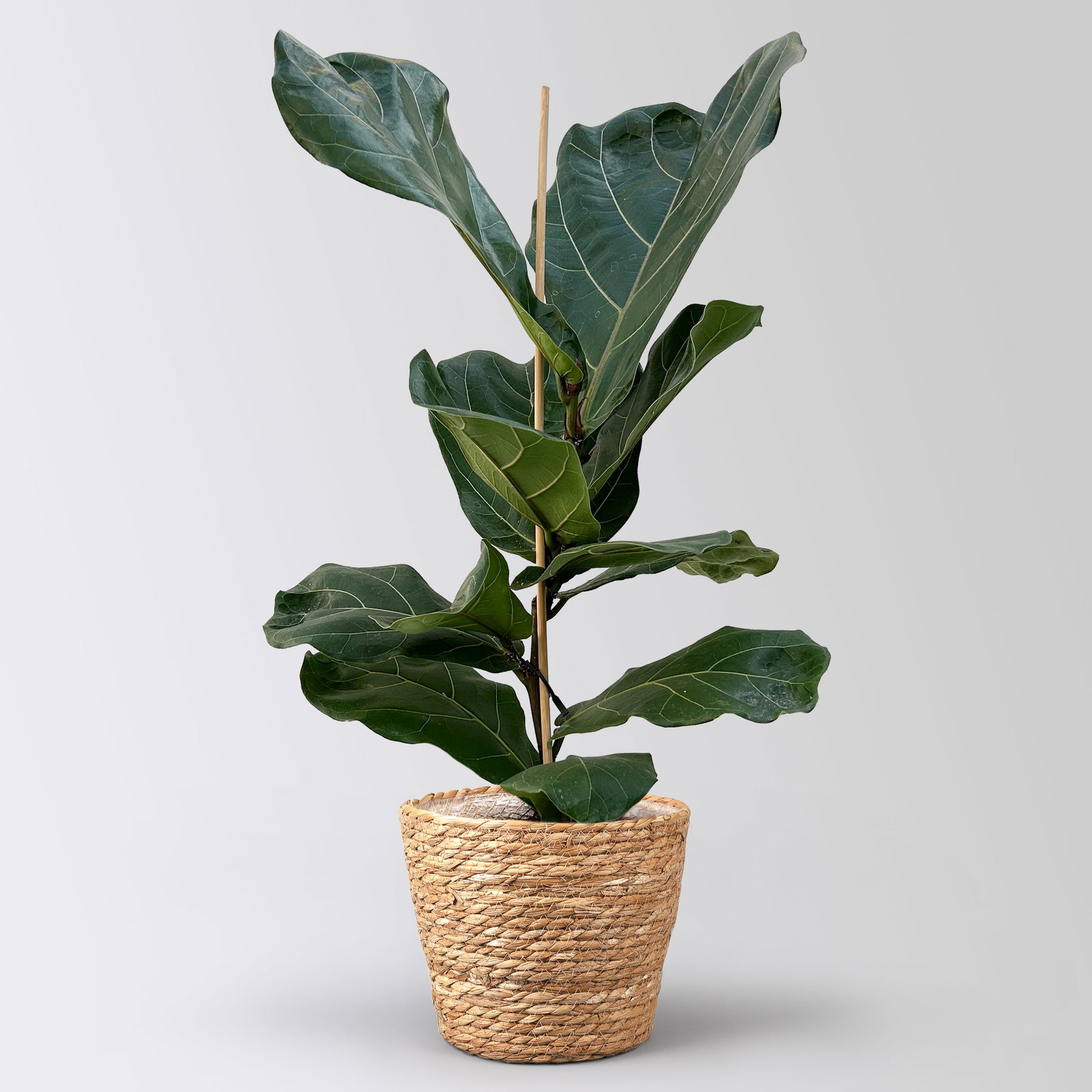 Geigenfeige im Korb Osaka, Topf-Ø 17 cm, Höhe ca. 45-65 cm