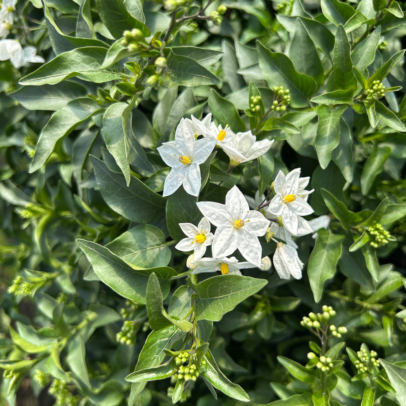 Sommerjasmin, weiß, Busch, Topf-Ø 17 cm, 2 Pflanzen Sommerjasmin, weiß, Busch, Topf-Ø 17 cm, 2 Pflanzen
