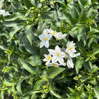 Sommerjasmin, weiß, Busch, Topf-Ø 17 cm, 2 Pflanzen Sommerjasmin, weiß, Busch, Topf-Ø 17 cm, 2 Pflanzen