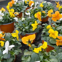 Hornveilchen 'Trio', orange-gelb-weiß, Topf-Ø 10/11 cm, 8 Pflanzen Hornveilchen 'Trio', orange-gelb-weiß, Topf-Ø 10/11 cm, 8 Pflanzen