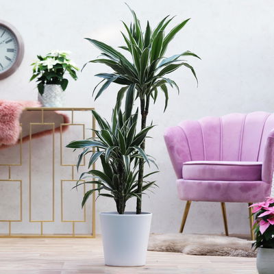 Duftender Drachenbaum 'White Stripe', Topf-Ø 21 cm, Höhe ca. 120 cm