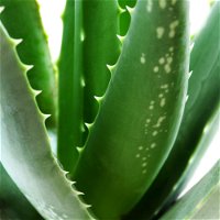 Bio Aloe 'Sweet', Topf-Ø 12 cm, 2er-Set