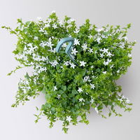 Polster-Glockenblume 'Adansa® White' weiß, Ampeltopf-Ø 19 cm