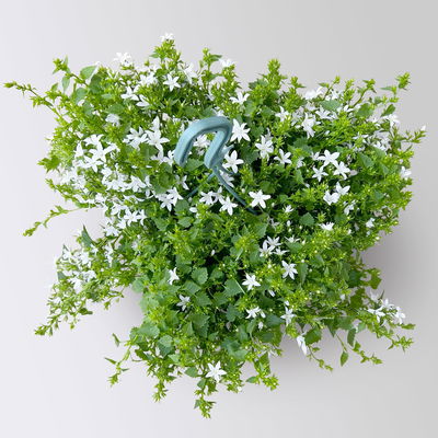 Polster-Glockenblume 'Adansa® White', weiß, Ampeltopf-Ø 19 cm, 2 Pflanzen
