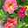 Zauberglöckchen 'Chameleon® Sunshine Berry' rosa-gelb, Topf-Ø 13 cm, 6er-Set