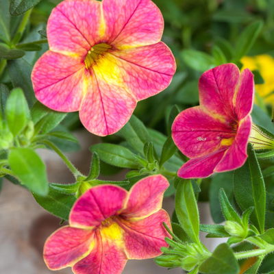 Zauberglöckchen 'Chameleon® Sunshine Berry' rosa-gelb, Topf-Ø 13 cm, 6 Pflanzen Zauberglöckchen 'Chameleon® Sunshine Berry' rosa-gelb, Topf-Ø 13 cm, 6 Pflanzen