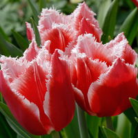 Tulpe, rot mit weißem Fransenrand, vorgetrieben, Topf-Ø 15 cm, 3 Pflanzen