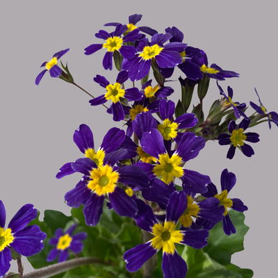 Oak Leaf Primel 'Oak Leaf' Farbe zufällig, Topf-Ø 13 cm, 4er-Set