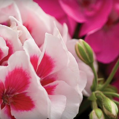 Geranie weiß-rosa, stehend, Topf-Ø 13 cm, 6 Pflanzen