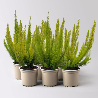 Baumheide, gelblaubig, Topf-Ø 11cm, 6 Pflanzen Baumheide, gelblaubig, Topf-Ø 11cm, 6 Pflanzen