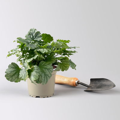 Bio Purpurglöckchen 'Paris', silbrig grün, Topf-Ø 12 cm, 3 Pflanzen