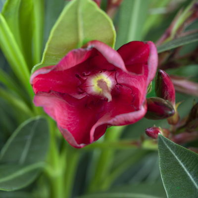 Oleander rot, Stamm, Topf-Ø 18 cm, Höhe ca. 50