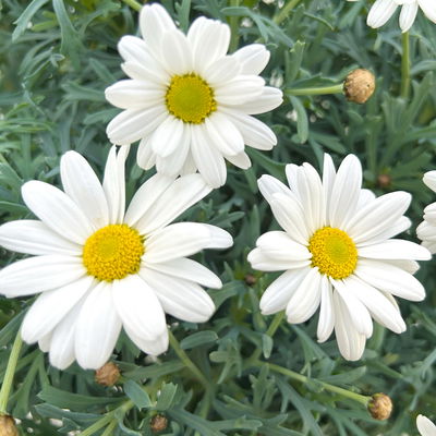 Margerite 'Stella', weiß, Topf-Ø 19 cm, 3 Pflanzen