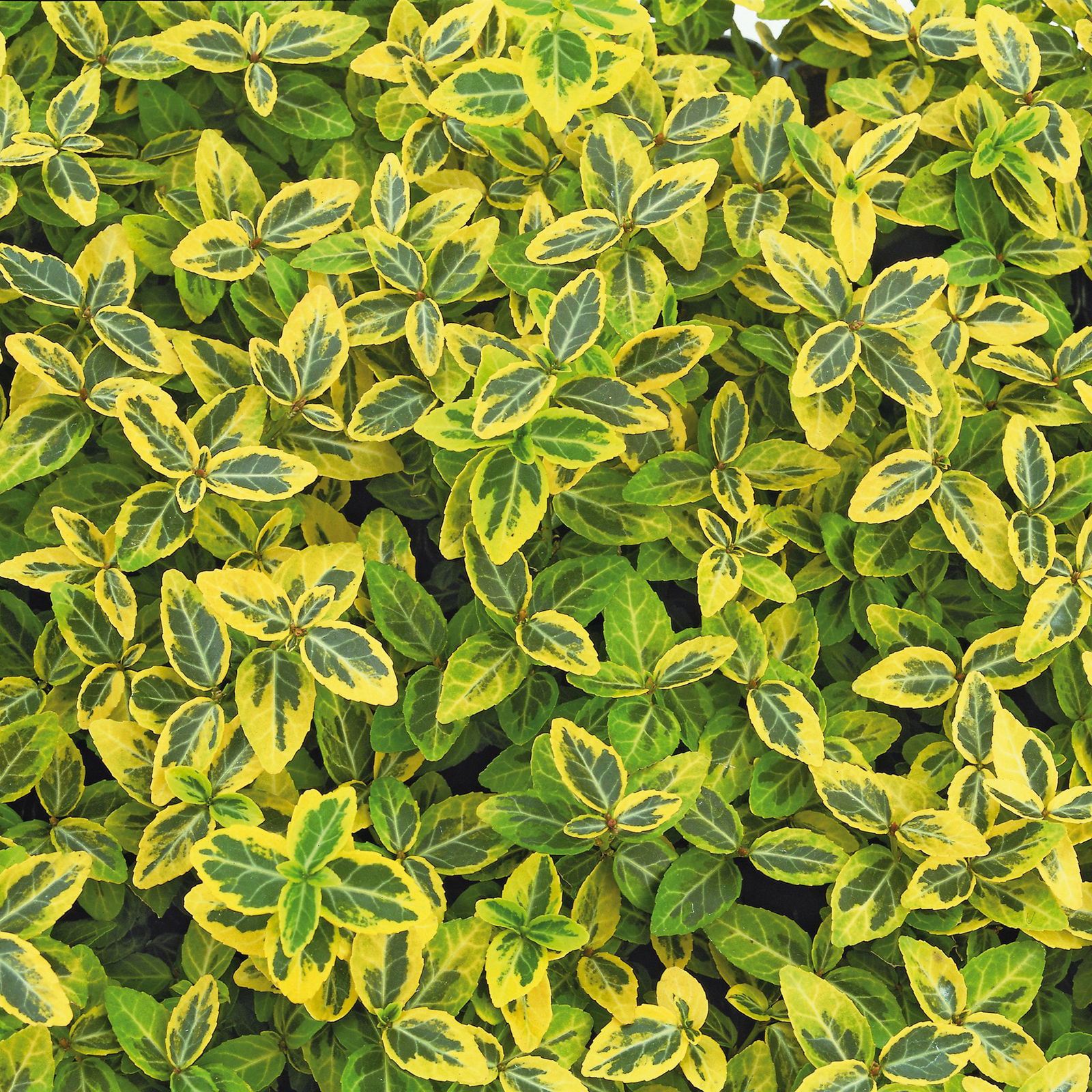 Euonymus fortunei 'Emerald Gold' gelbgrün,Topf-Ø 9 cm, 12er-Set