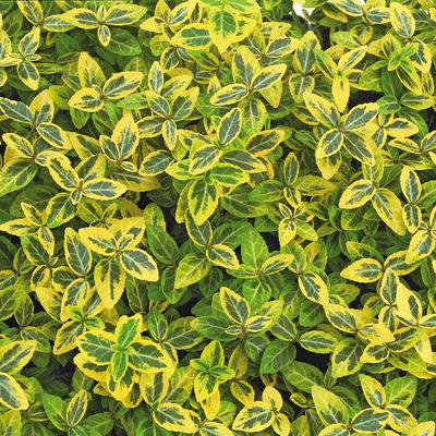 Euonymus fortunei 'Emerald Gold' gelbgrün,Topf-Ø 9 cm, 12er-Set