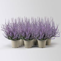 Knospenheide 'Picasso', lila gefärbt, Topf-Ø 12 cm, 6 Pflanzen