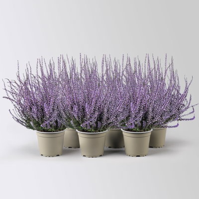 Knospenheide 'Picasso', lila gefärbt, Topf-Ø 12 cm, 6 Pflanzen Knospenheide 'Picasso', lila gefärbt, Topf-Ø 12 cm, 6 Pflanzen