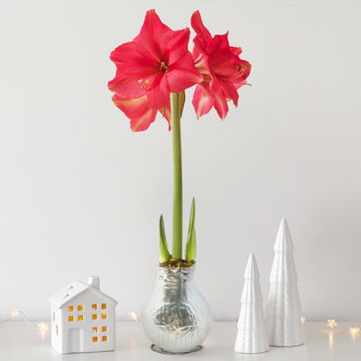 Amaryllis in Wachs XL, Dekor 'Superior Silver', Blüte pink Amaryllis in Wachs XL, Dekor 'Superior Silver', Blüte pink