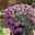 Bio Raublatt-Aster 'Purple Dome' violett, Topf-Ø 12 cm, 3er-Set