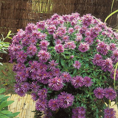 Bio Raublatt-Aster 'Purple Dome' violett, Topf 11x11 cm, 3 Pflanzen Bio Raublatt-Aster 'Purple Dome' violett, Topf 11x11 cm, 3 Pflanzen